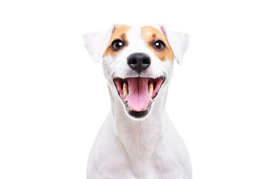 Perth Pet Vet Dental Check Up