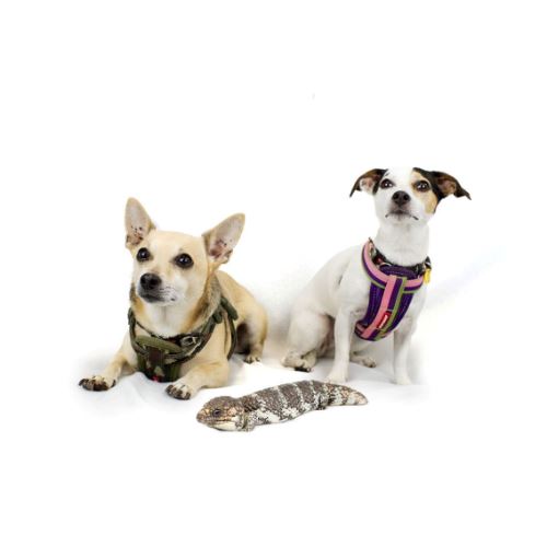 Perth Pet Vets - Dogs and Reptile