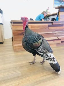 Avian Vet Perth WA - Turkey