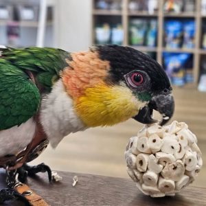 Avian Vet Perth WA - Caique