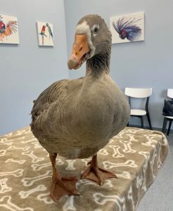 Avian Vet Perth WA - Goose