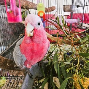 Avian Vet Perth WA - Galah