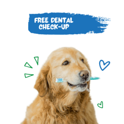 Pet Dental Care Perth