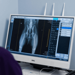Pet Diagnostic Services Perth