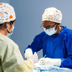 Pet Surgical Services Perth