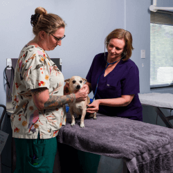 Pet Vaccinations & Preventive Care Perth